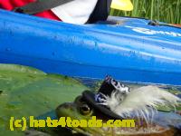 /home//u458753944/public_html/sourcegallery//////////////Frogs/More bullfrogs/P8180193.JPG